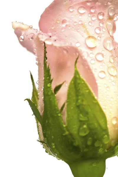 Bela flor rosa (Rosa) isolado no fundo branco — Fotografia de Stock