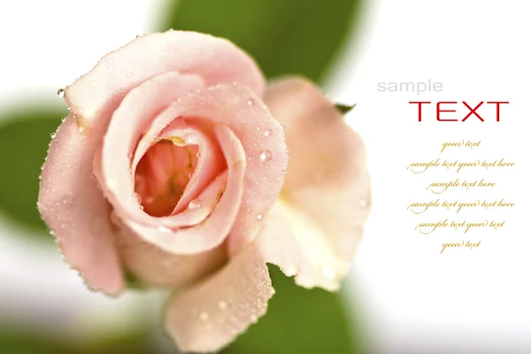 Vacker rosa blomma (Rose) isolerad på vit bakgrund — Stockfoto
