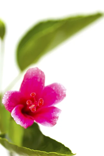 Flor de hibisco con hojas verdes aisladas sobre fondo blanco . — Foto de Stock