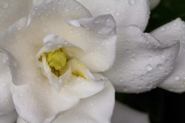 白朵美丽的花 (Gerdenia 绉茉莉花) — 图库照片