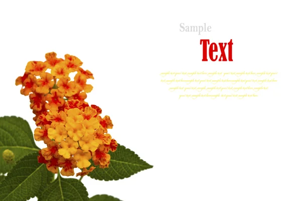 Beautiful flower (Lantana camara) isolated on white background. — Stock Photo, Image