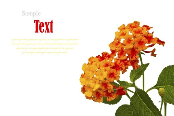 Mooie bloem (lantana camara) geïsoleerd op witte achtergrond. — Stockfoto