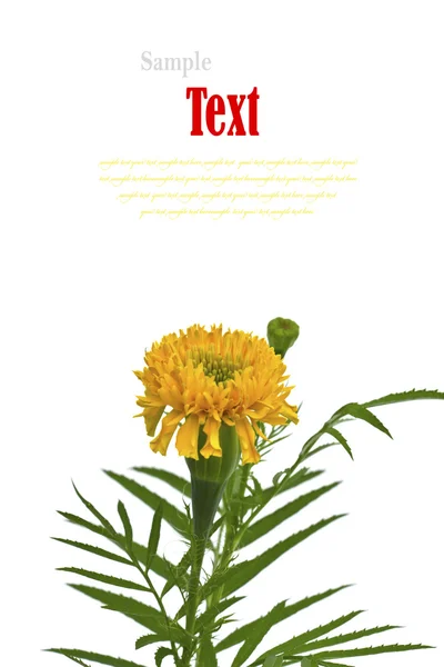 Mooie gele bloem (Afrikaanse Tagetes, Afrikaantje) geïsoleerd op — Stockfoto
