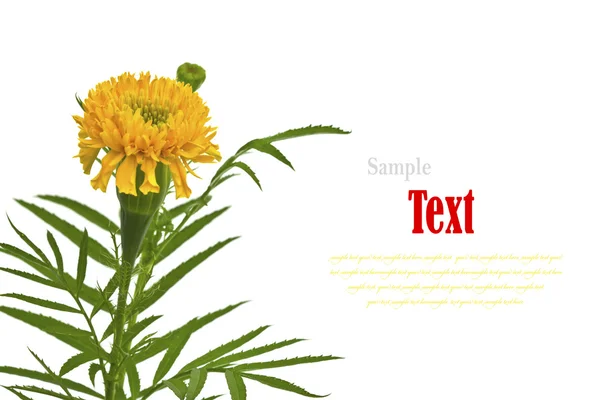 Bellissimo fiore giallo (calendule africano, Tagete) isolato su — Foto Stock