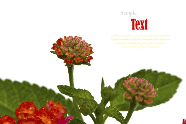 Vacker blomma (lantana camara) isolerad på vit bakgrund. — Stockfoto