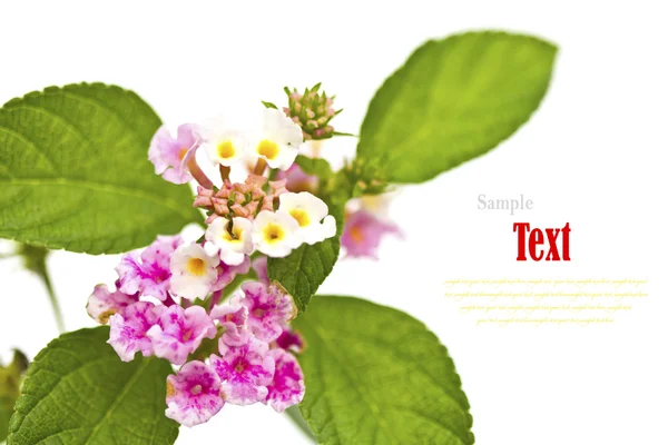 Bellissimo fiore (Lantana camara) isolato su sfondo bianco . — Foto Stock