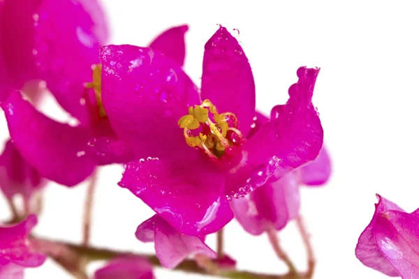 작은 잡 초 흰 배경에 고립의 아름 다운 핑크색 꽃 — 스톡 사진