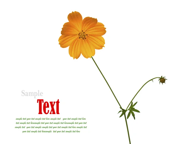 Beautiful yellow flower (Cosmos) isolated on white background. — Stock Photo, Image