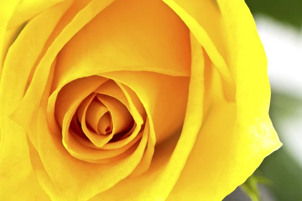 Close up de bela flor de rosa amarela . — Fotografia de Stock