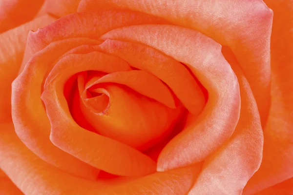 Close up of beautiful orange rose flower. — Stock Photo, Image