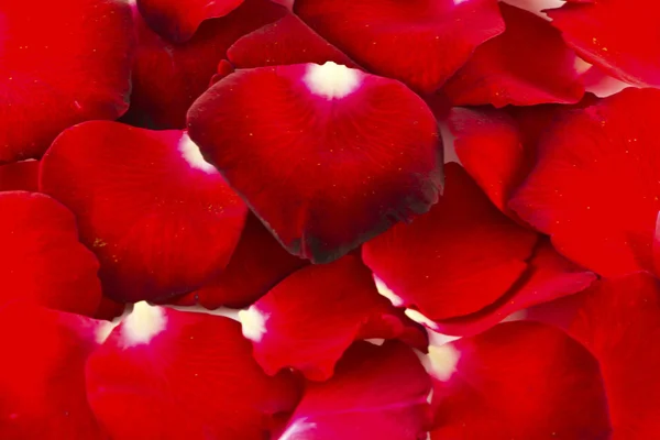Pétalos de rosa roja en forma de corazón aislado sobre fondo blanco wi — Foto de Stock