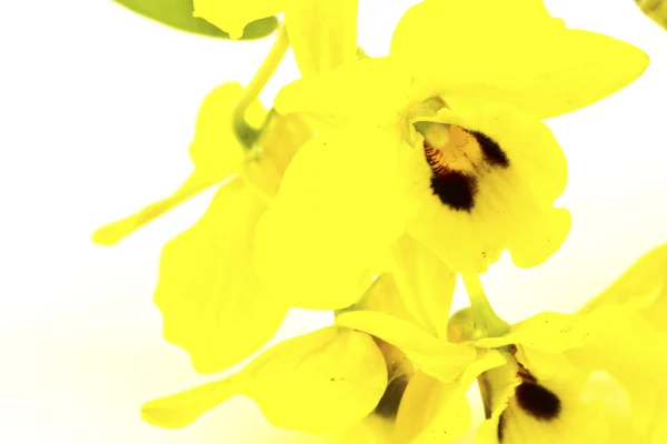 Krásný žlutý květ (orchidej) izolované na bílém pozadí — Stock fotografie