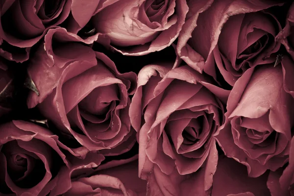 Romantic vintage rose background — Stock Photo, Image