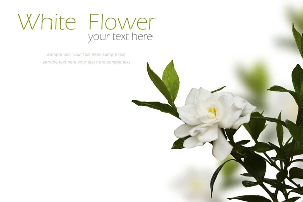 Mooie witte bloem (Gerdenia floers Jasmine) — Stockfoto