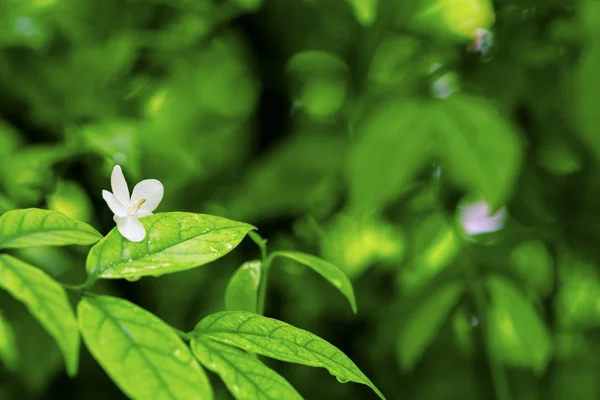 Fiore bianco e foglie e goccia — Foto Stock