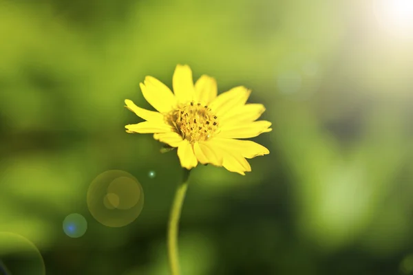 En vacker gul blomma — Stockfoto