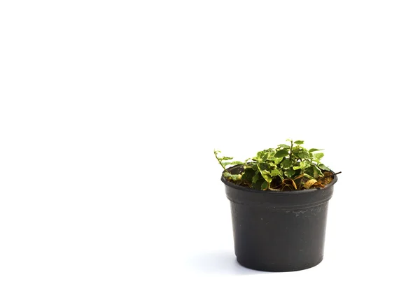 Little plant in a black pot . Isolated on white background. Spac Royalty Free Stock Images