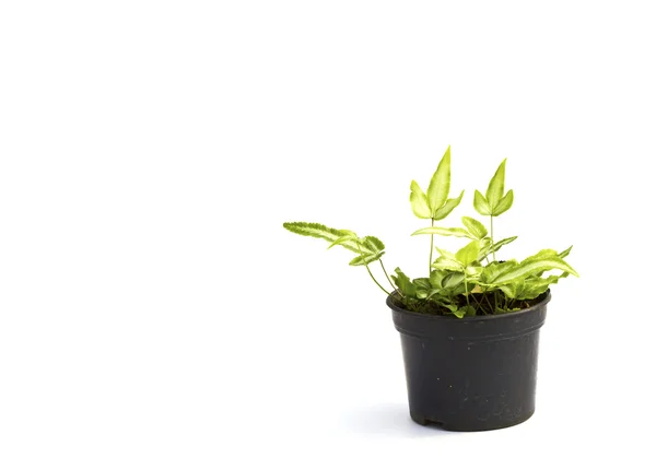 Little plant in a black pot . Isolated on white background. Spac Stock Photo