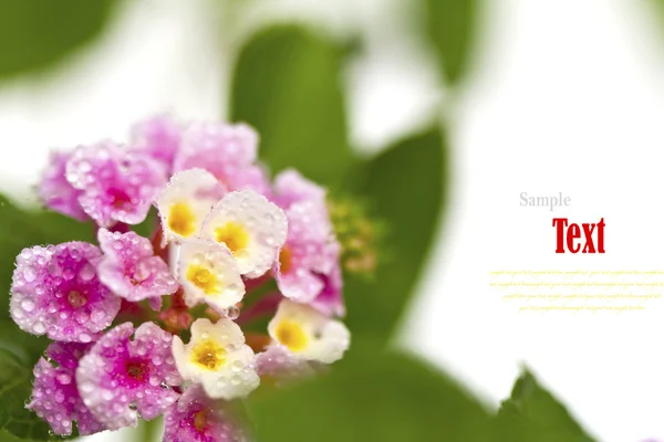Bellissimo fiore (Lantana camara) isolato su sfondo bianco . — Foto Stock