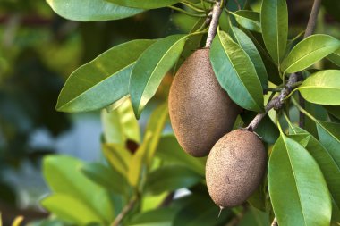 sapodilla, tropikal meyve.