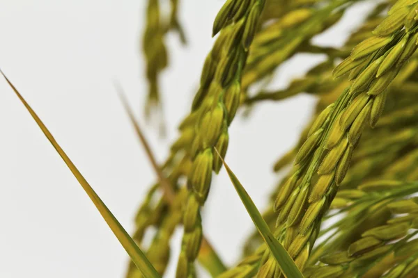 Arroz paddy ouro no fundo branco — Fotografia de Stock