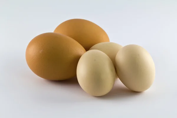 Egg som er isolert på hvit bakgrunn. – stockfoto