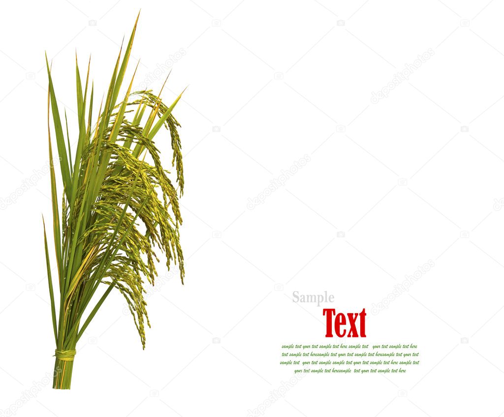 Gold paddy rice on white background