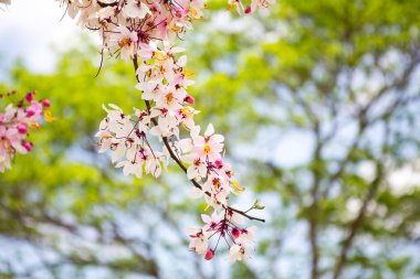 güzel pembe çiçek şube