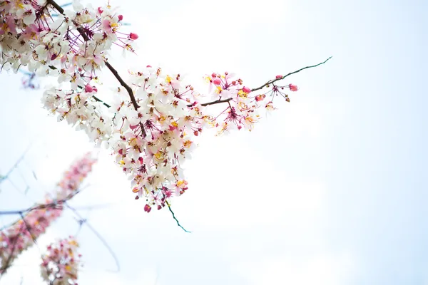 Tak van mooie roze bloem — Stockfoto