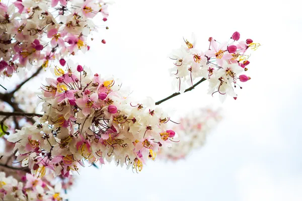 Branch of beautiful pink flower — Stock Photo, Image