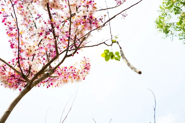 Branch of beautiful pink flower — Stock Photo, Image