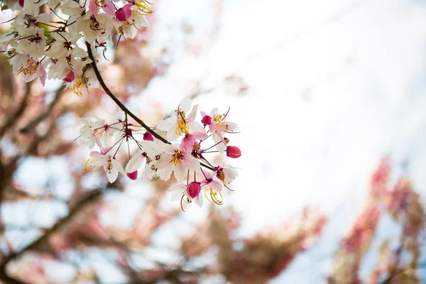 Güzel pembe çiçek şube — Stok fotoğraf