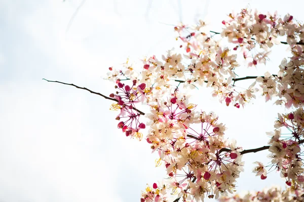 Branch of beautiful pink flower — Stock Photo, Image