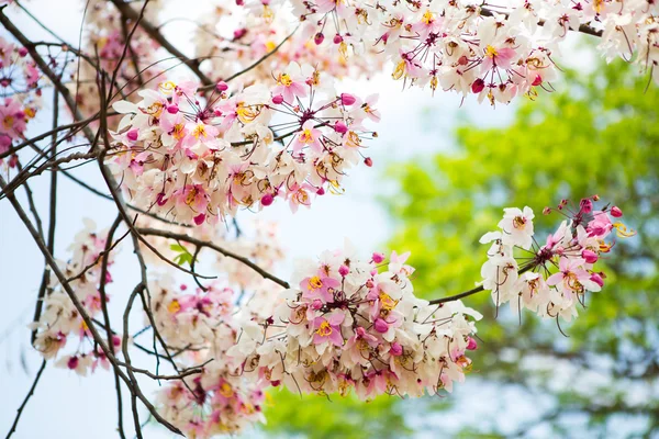 Pobočka krásný růžový květ — Stock fotografie