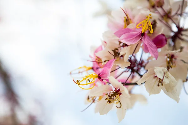 Güzel pembe çiçek şube — Stok fotoğraf