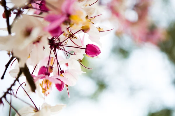 Ветвь красивого розового цветка — стоковое фото