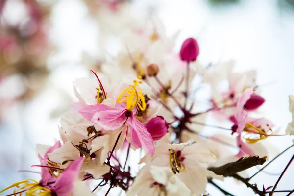 Güzel pembe çiçek şube — Stok fotoğraf