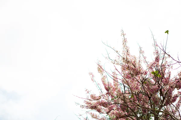 Ramo de bela flor rosa — Fotografia de Stock