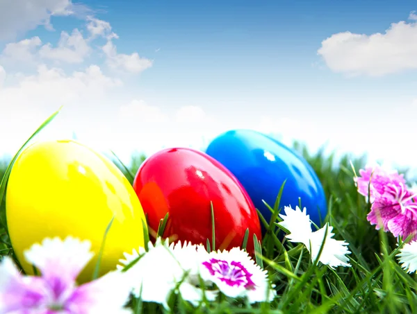 Huevos de Pascua sobre hierba verde sobre fondo blanco — Foto de Stock