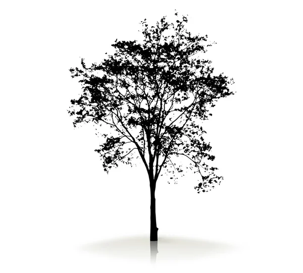 Silhouette albero su sfondo bianco — Foto Stock