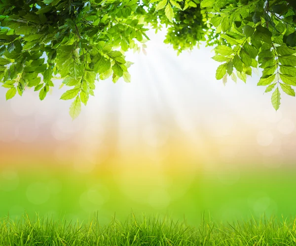 Fresca hierba verde primavera con hoja verde, hora de verano — Foto de Stock