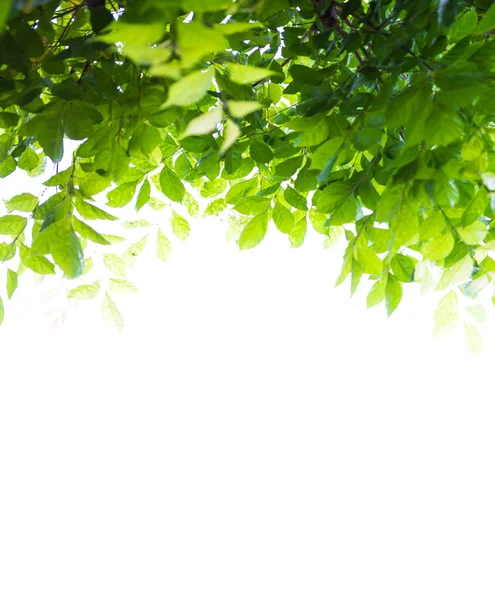 白地に孤立した緑の葉 — ストック写真