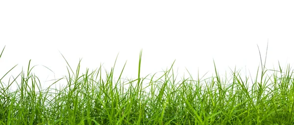 Fresh spring green grass panorama isolated on white background. — Stock Photo, Image