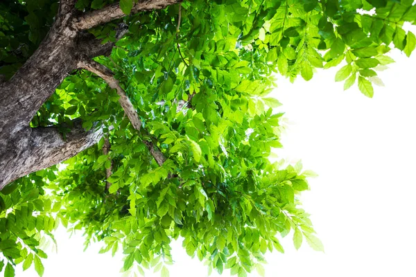 Folha verde isolada sobre fundo branco — Fotografia de Stock