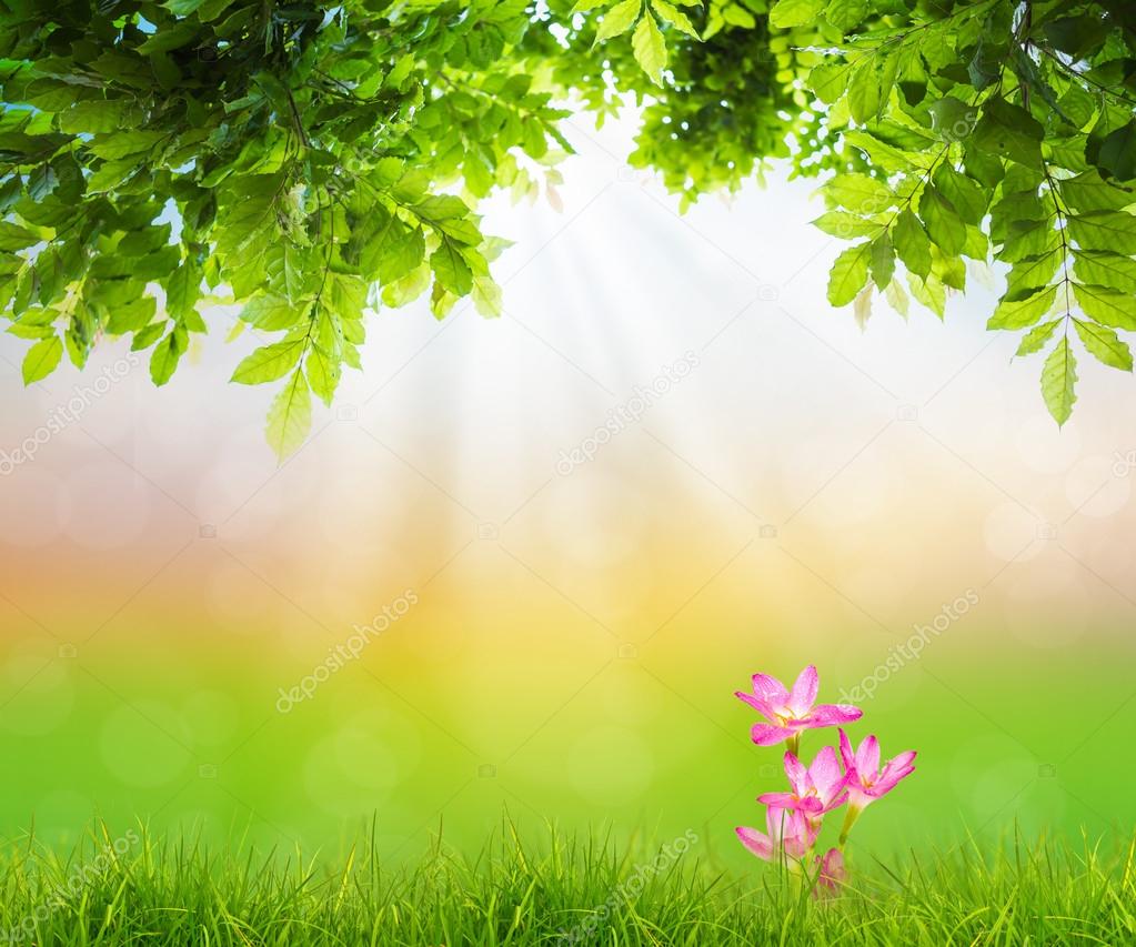 Pink flower on Fresh spring green grass with green leaf , Summer