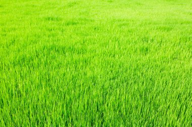 Taze Bahar Yeşil Çim