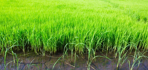 Primavera fresca grama verde — Fotografia de Stock