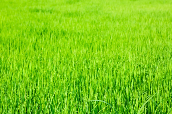 Vers voorjaarsgroen gras — Stockfoto