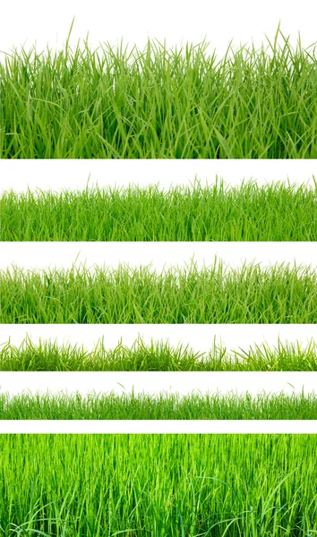 Milieux d'herbe fraîche vert printemps isolé sur blanc — Photo