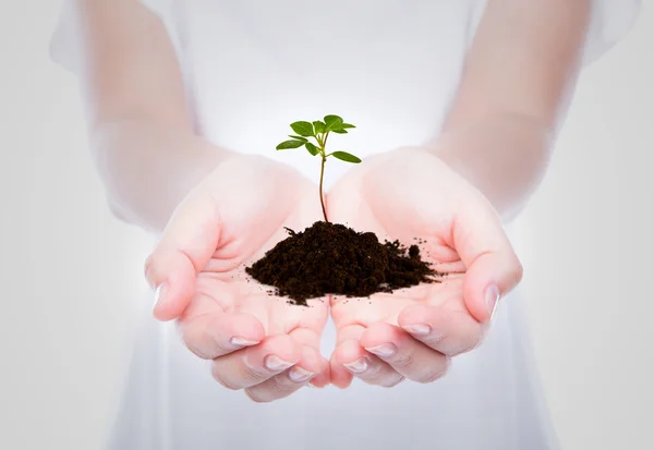 Üzleti kezében zöld kis növény — Stock Fotó